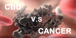 OverTure+/劃時代的發現—CBD的抗腫瘤機制與運行！