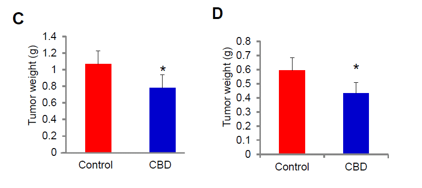 OverTure+/CBD對於癌細胞腫瘤重量的變化