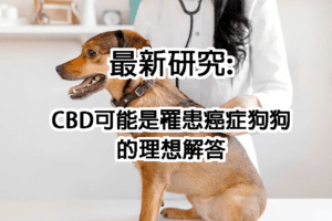 OverTure+ 序曲CBD/CBD對於寵物癌症的研究